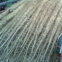 大量出售日本白山药——山东聊城