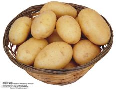 黑龙江大量供应荷兰系列 土豆