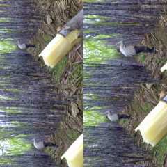 广东省韶关市翁源县黑皮甘蔗，果蔗，热销中····