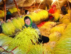 山东潍坊每天百万斤无公害蒜黄大量供应