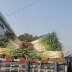 山东滕州大葱土豆上市中