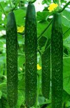 大量供应油量型黄瓜0.3角