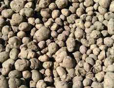 大量供应商品土豆200吨