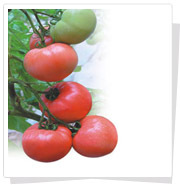 粉德宝—番茄种子