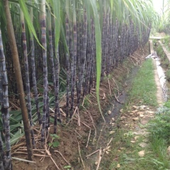 广东韶关翁源县黑皮甘蔗代办