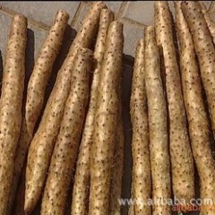 大量出售日本白芋山药