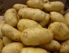 优质内蒙四子王旗土豆700吨及优质福瑞特二代种子