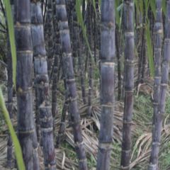 大量供应黑皮甘蔗：现价6毛钱一斤