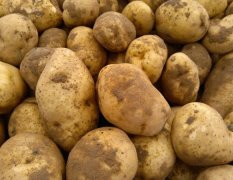 大量供应优质土豆
