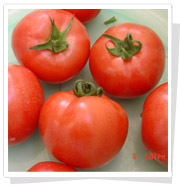 欧豹—番茄种子