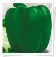 绿冠—甜椒种