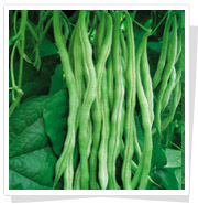 绿豇一号—豇豆种子