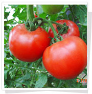 欧莱雅—番茄种子