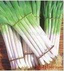 长白葱几十万斤出售。