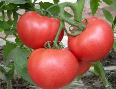 愿与每个季节的西红柿基地成为伙伴