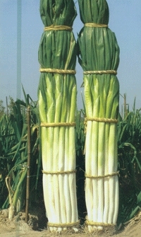 正宗章丘大葱，现收现卖！