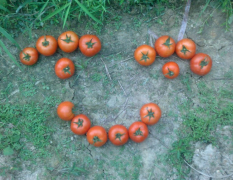 西红柿已经暂停代收，出产，天气变冷考虑运输问题