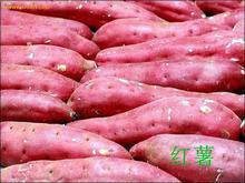 红薯，白薯，紫薯