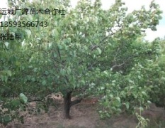 3-5公分山桃树出售、山桃树低价供应