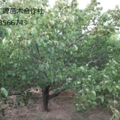 3-5公分山桃树出售、山桃树低价供应