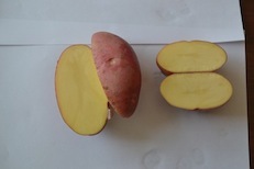 红皮黄瓤土豆