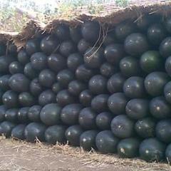 无公害冬瓜供应