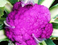 紫色花菜种子,紫色西兰花种子