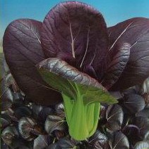 紫油菜种子，紫色油菜种子