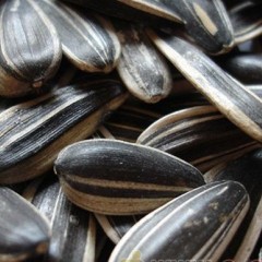 赤峰黑白边葵花 5009