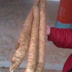 日本白山药 山药豆