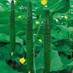 孟文杰：保山市中农106黄瓜10月上市