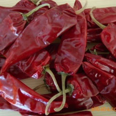 胡春德：武威市大红西红柿12月上市