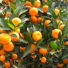 李启运：南丰蜜桔11月上市