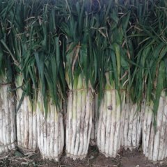 昌邑市万亩长白大葱大量上市