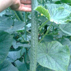 商丘市李先生：黄瓜11月上市