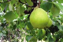 渭南市孙顺利：酥梨11月上市