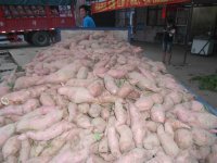 陈国涛：开封市商薯19红薯8月上市