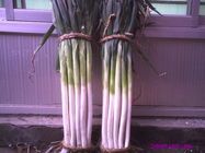 潍坊市陈先生：日本铁杆大葱（钢葱）常年供应