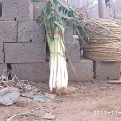 莱芜产销第一村大葱上市 鲜葱可拉到年底