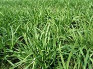 开封市张先生：韭菜11月上市