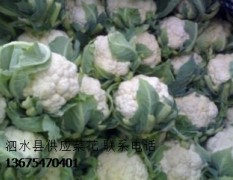 山东省泗水县供应白菜花 加工厂跑市场都可以