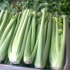 菏泽市董先生：美国西芹11月上市