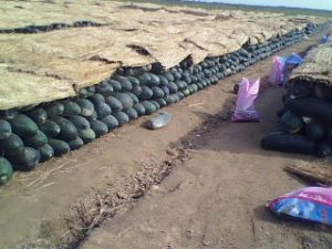 盐城市王长江：铁冠军冬瓜10月上市