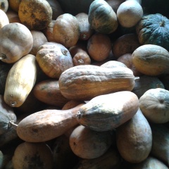 六安市付：南瓜11月上市