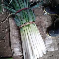 潍坊市王小亮：安丘大葱4月上市