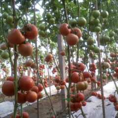 日照市孙会军：大红粉果西红11月上市