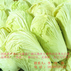李庆伟：青杂三号白菜12月上市