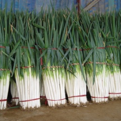 潍坊市楚德政：大葱常年供应