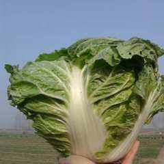 焦作市张文涛：秦白秦杂大白11月上市