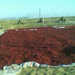 锦州市李洪涛：新一代朝天椒11月上市